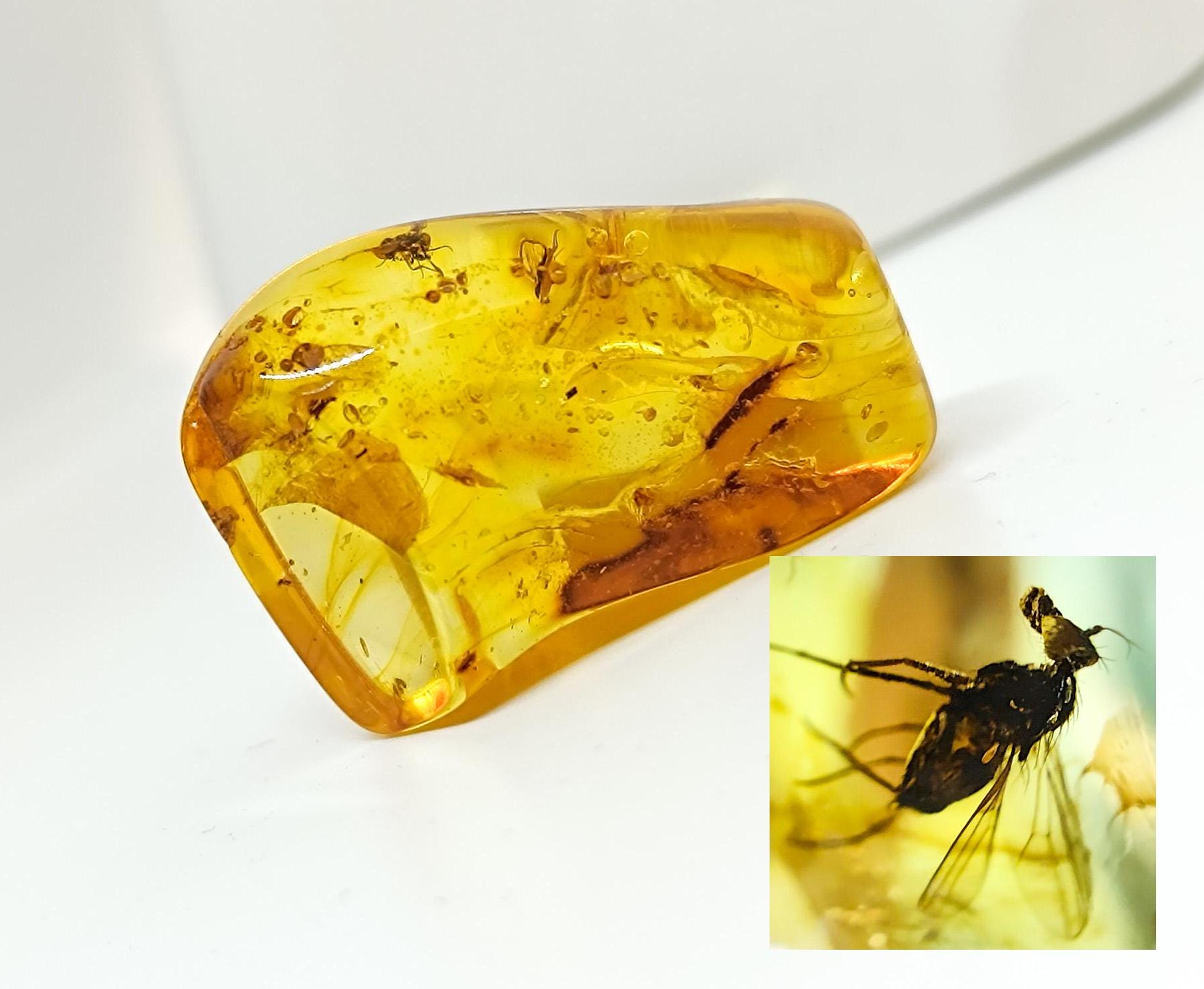 Buy amber with insect sale