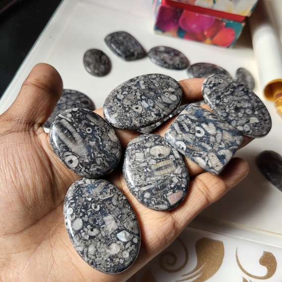 ウミユリ化石カボション宝石ロット、ウミユリ化石ルースミックス