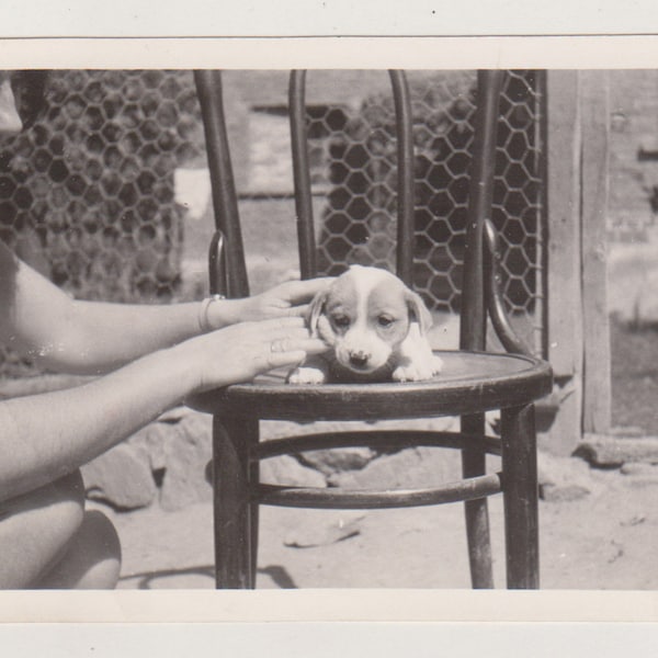 Partially Seen Young Woman with Adorable Puppy on Chair Original Vernacular Snapshot Found Photo Abstract Vintage