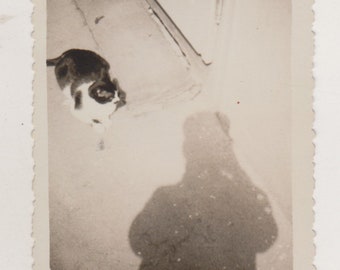 Cat on Sunlit Doorstep with Photographer&#39;s Shadow Intruding Unique Unusual Abstract Old Snapshot Original Vernacular Found Photo