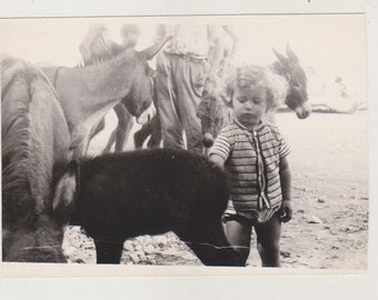 Found Photo Adorable Little Boy Posing with Donkeys Original Vernacular Snapshot