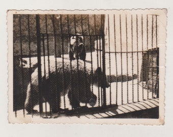 Zoos Are Nature's Captivity: Bears Trapped in Their Cage Unusual Abstract Original Vernacular Found Vintage Old Photo Snapshot