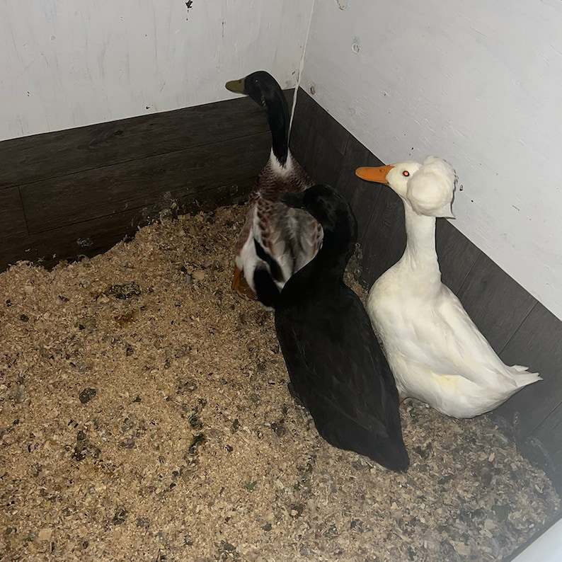 Easy Clean Duck Coop Etsy