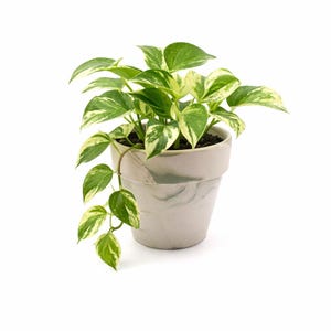 May include: A potted pothos plant with green and white variegated leaves. The plant is in a light gray ceramic pot with a marbled design. The plant's vines cascade down the side of the pot, creating a visually appealing display.