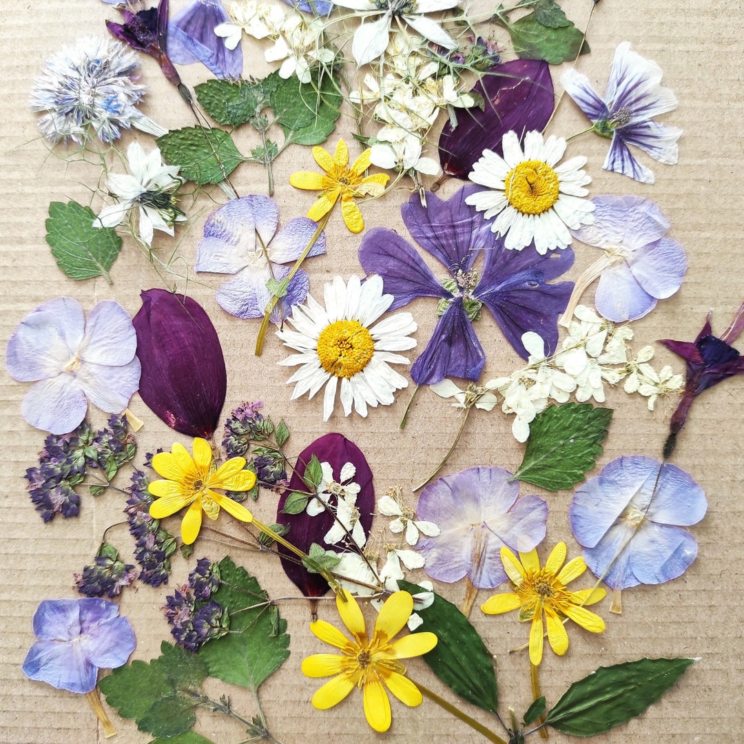 Edible Flowers for Cake Decoration Edible Pressed Flowers Etsy Australia