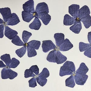 Artesanato de flores prensadas azuis para convites de cartões de joias DIY, cartão de flores DIY, arte de parede, joias, pacote de resina para artesanato, scrapbooking, arte de resina
