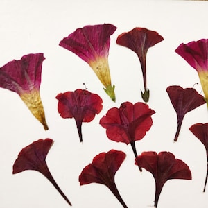 Artisanat de fleurs pressées rouges pour faire-part de carte de bijoux bricolage