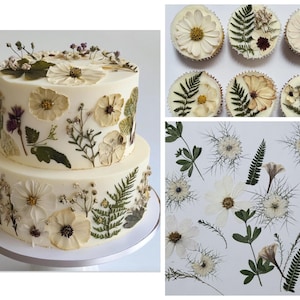 Fiori bianchi pressati commestibili per decorare torte, torte nuziali, veri fiori selvatici, mazzo di fiori commestibili, confezione mista avorio, set di fiori per decorare torte.