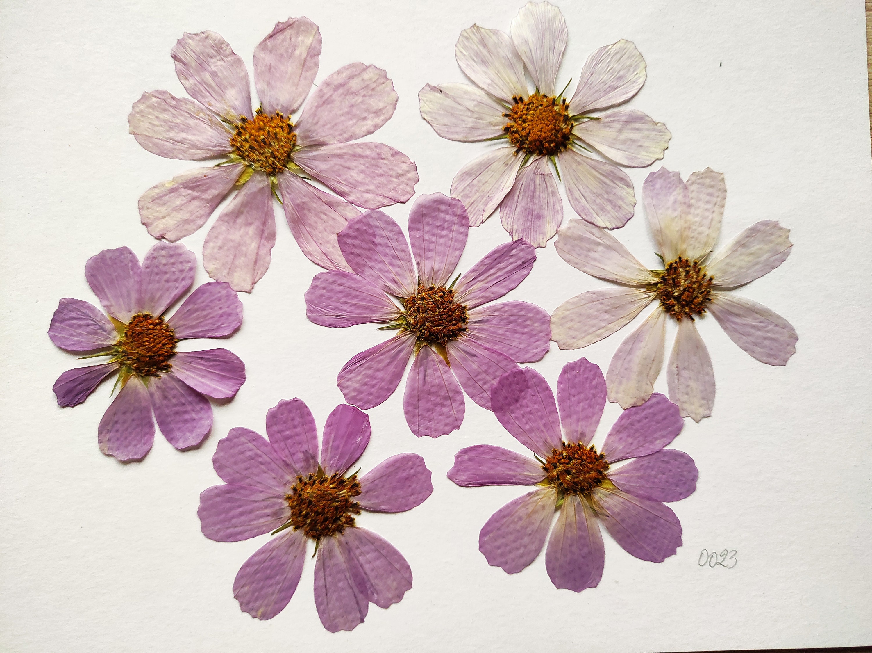 Poppy Pressed Flower, Meadow Pressed Flowers, Flowers for Resin, Pressed  Flowers, Pressed Flowers for Crafts, Dry Flower, Resin, Floral Art 