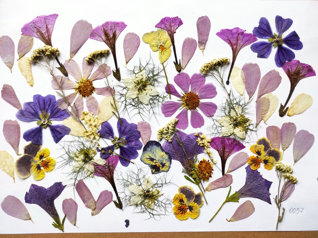 Edible Flowers for Cake Decoration Edible Pressed Flowers Etsy