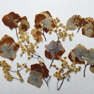 Gepresste Blume Hortensie Schmuckharz Schmuck DIY Karte einladen Wandkunst Diy Wandkunst machen Sie Ihr eigenes Projekt Handwerk Karte Herstellung Einladung