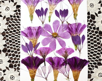 Op de afbeelding: Een verzameling geperste paarse bloemen, waaronder verschillende vormen en maten, gerangschikt op een witte achtergrond.