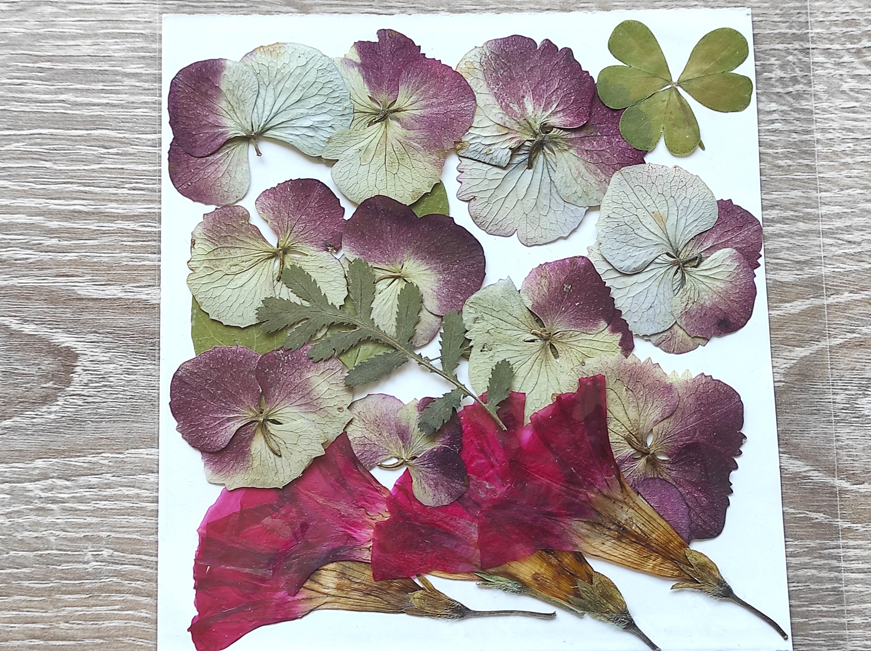 Pressed flowers for craft, for cards, for wedding invitations, for jewelry  resin, Flowers for resin, real flowers, large pressed flowers