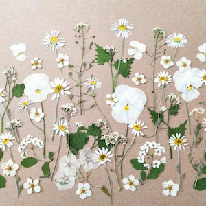 White еdible flower for cake decoration Pressed flower for wedding cakes Edible pressed flowers Wedding cake Real wild flowers Cake topper