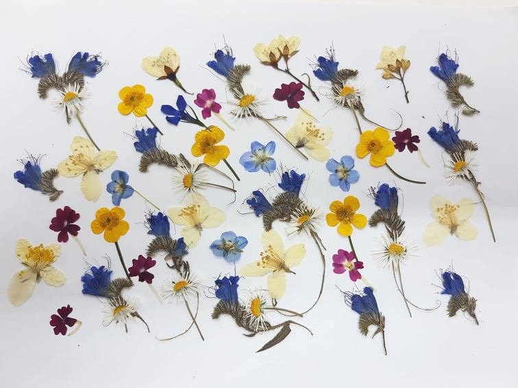 Pressed Flowers Mixed Pack for Crafts, Pressed Flower Art, Dried