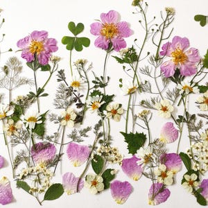 Fiori pressati commestibili per la decorazione di torte Torta nuziale Fiori selvatici veri Confezione mista di fiori commestibili Set di fiori per la decorazione di torte floreali commestibili
