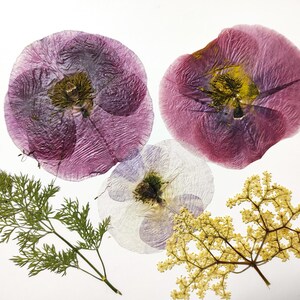 Flor de papoula prensada, flores prensadas de prado, artesanato de flores prensadas para convites de cartões de joias DIY, cartão de flores DIY, arte de parede de joias de resina