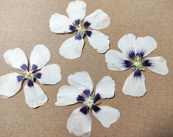 Celblisora 80 stuks 8 soorten natuurlijk gedroogde, geperste, eetbare bloemen voor het decoreren van taarttoppers – Mix van driekleurige viool voor cocktails, doe het zelf ambachten