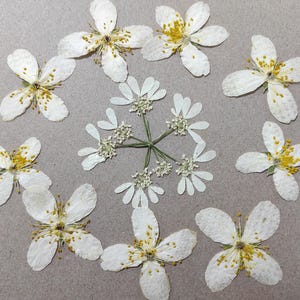 Fleur pressée blanche bricolage bijoux artisanat cartes en résine inviter art mural passe-temps vraies fleurs pour bijoux scrapbooking fleur pour art en résine art mural