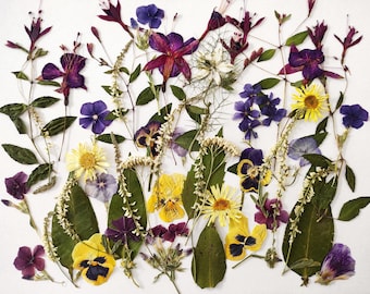 Pressed Flower Kit for Cakes, Crafts, DIY Projects (All Natural Colors)