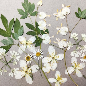 Fleurs pressées blanches, bricolage, bijoux, cartes en résine, invitation à des oeuvres d'art mural, passe-temps, vraies fleurs pour bijoux scrapbooking fleurs pour tiges d'art en résine