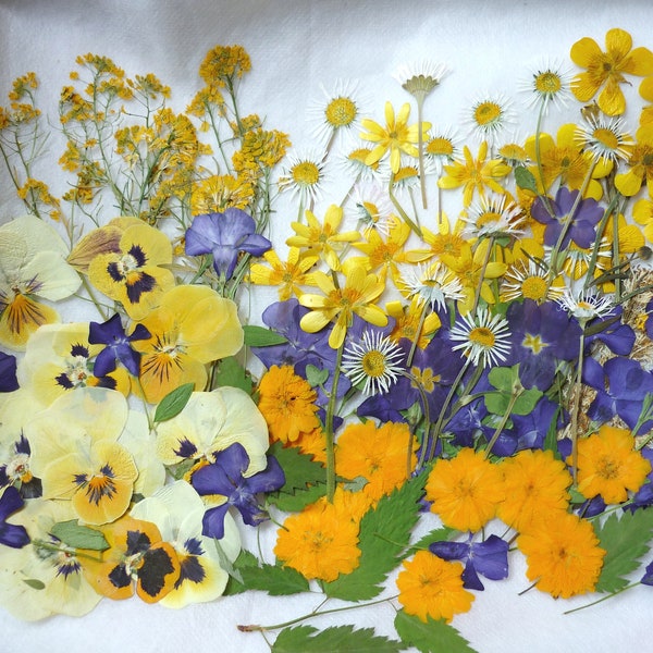 Mixed Pressed Flowers for Resin Art: Wedding Decor, Crafts (25 Piece Set)