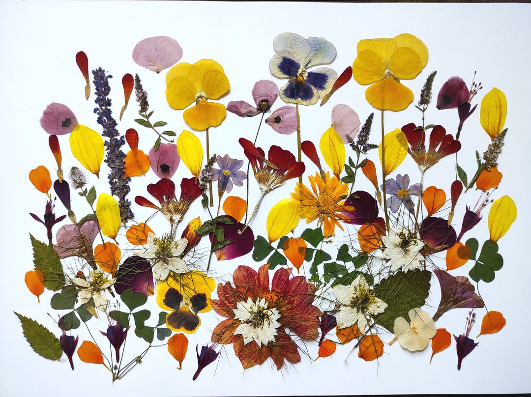 Edible Flowers for Cake Decoration Pressed Flowers for Etsy