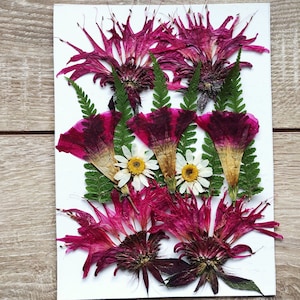 Grote geperste rode bloem om in te lijsten ambachtelijke sieraden harskaarten nobby morning glory bloem voor hars geperste bloem kunst bloem echte bloem