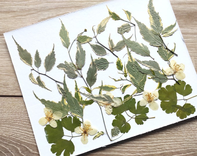 PressedFlowersStudio Etsy Canada