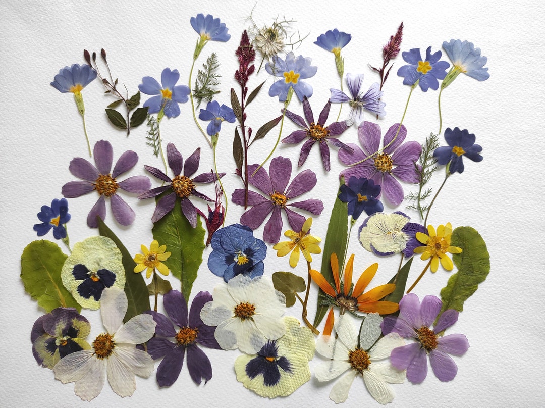 Edible Flowers for Cake Decoration Edible Pressed Flowers Etsy
