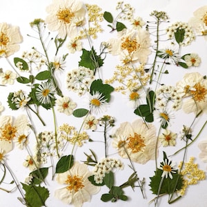 Fiori bianchi commestibili per decorare torte, Fiori pressati per torte nuziali, Fiori pressati commestibili, Fiori pressati per decorare torte, arte
