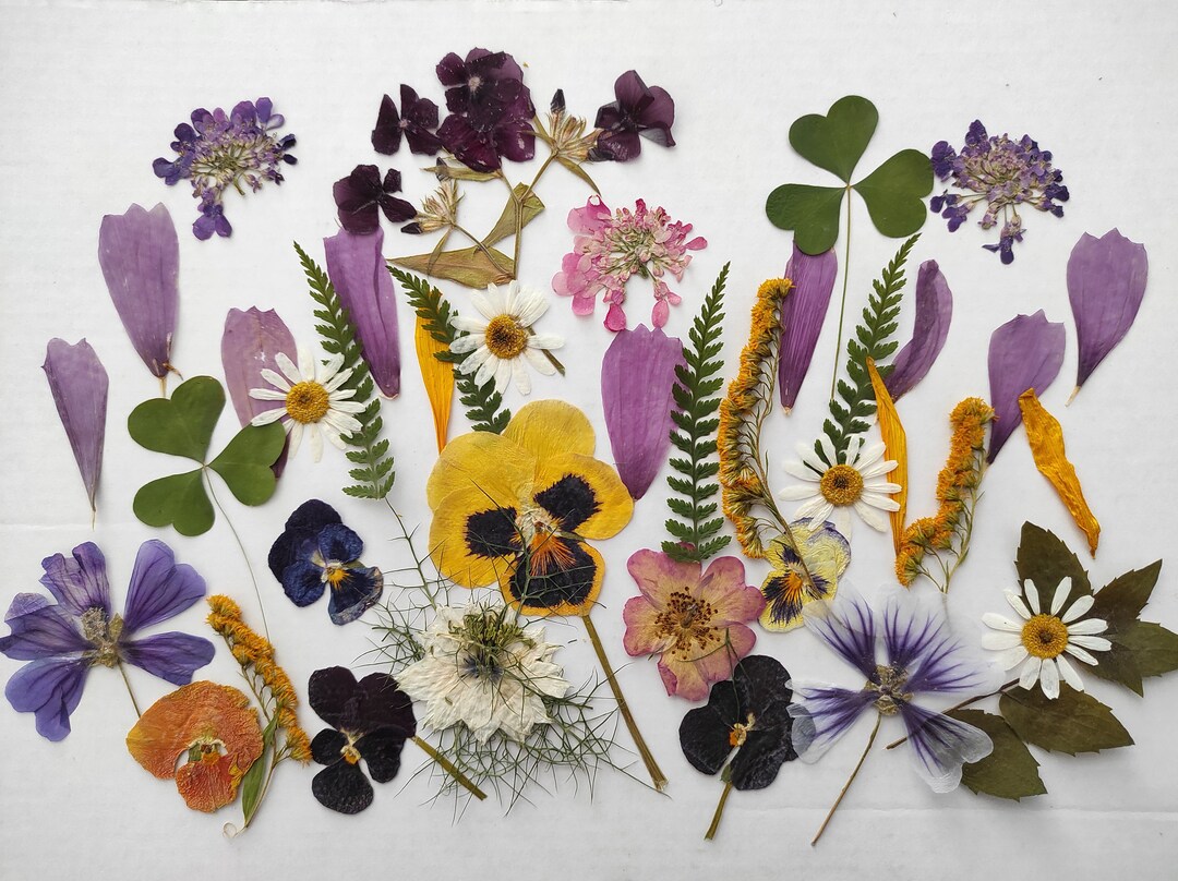 Edible Flowers for Cake Decoration Edible Pressed Flowers Etsy