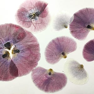 Poppy pressed flower, Meadow pressed flowers, Pressed Flower  craft for DIY Jewelry Card Invitations DIY flower card Wall Art Jewelry Resin