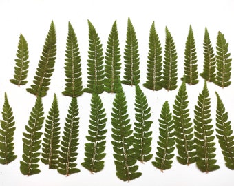 Fern, Greenery, Dried green leaves, Pressed flower art, pressed flowers for crafts, dry flowers, Dried Flower, card making, foliage floral