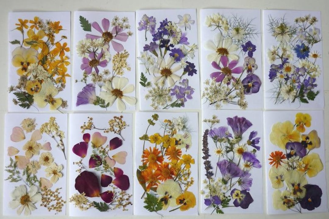 YoothBro 60Pcs Dried Daisy Pressed Flowers Real Nature Flowers Set For Resin DIY Jewelry Candle Soap Vase Making Nail Card Scrapbook Art Craft Floral