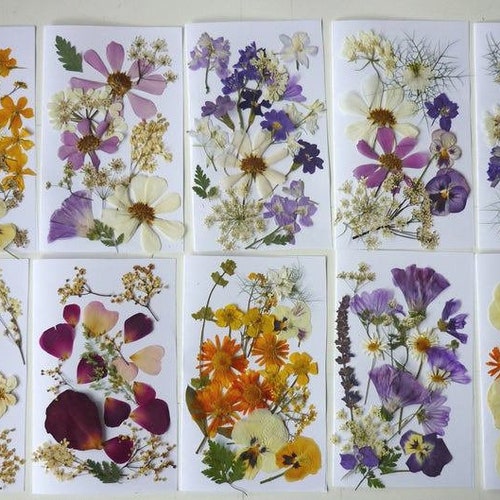 Pressed Flower Art Dried Pressed Flowers Mixed Pack for Etsy