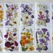 Dried pressed flowers for crafts, Pressed flowers mixed pack, dry pressed flower art, dried flower wedding, card making, scrapbooking, art 