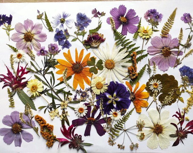 Edible Flowers for Cake Decoration Edible Pressed Flowers Etsy