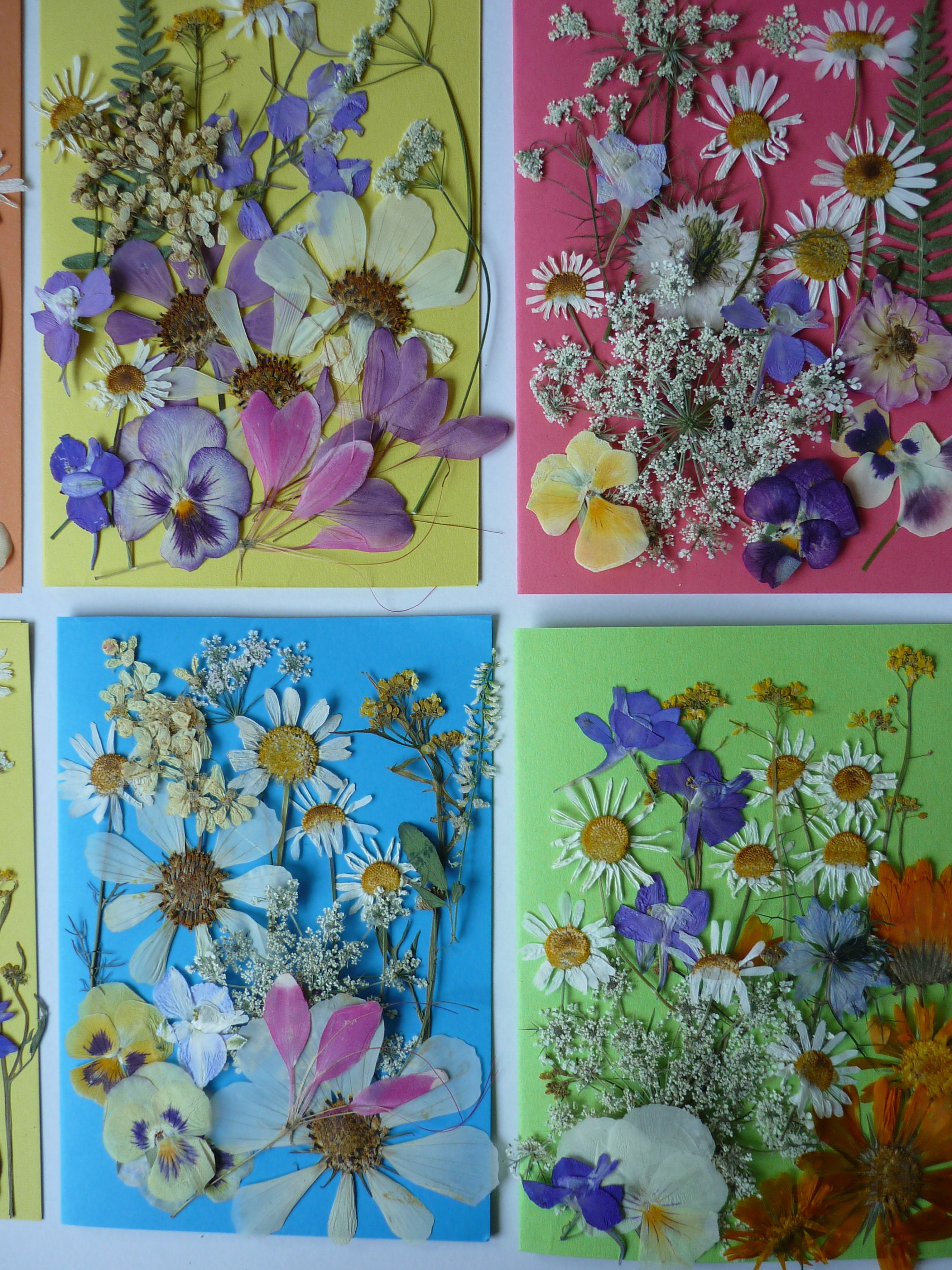 Dried Pressed Flowers For Crafts - Pressed Flowers Mix Pack - Dry Pres –  DOMEDBAZAAR