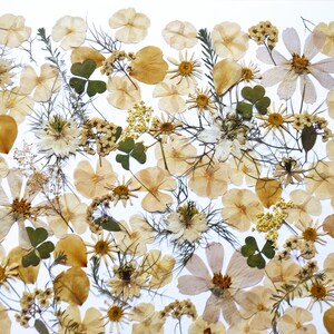 Fiori commestibili per la decorazione di torte, Fiori pressati per torte nuziali, Fiori pressati commestibili, Fiori pressati per decorazioni di torte, artigianato