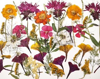May include: A colourful assortment of dried flowers in shades of yellow, orange, pink, and purple, set against a white backdrop. The arrangement showcases diverse floral forms and textures, creating a visually pleasing display. Suitable for botanical art or craft projects.