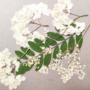 May include: Overhead shot of pressed white flowers and green leaves on a light gray background. The arrangement includes clusters of small white blossoms and larger, textured white flower heads, with long green leaves.