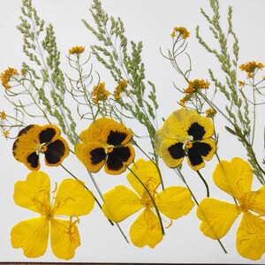 Fiori gialli pressati per artigianato, per biglietti, per inviti di nozze, per gioielli in resina, confezione mista per artigianato, fiori per resina, fiori veri