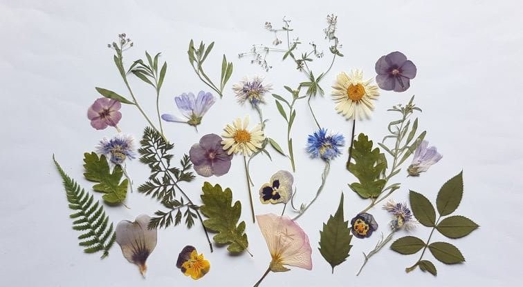 Mixed Dry Flowers, Dried Pressed Flowers for Crafts, Pressed Flower Art,  Wedding Decoration, Dried Flowers for Resin, 25 Dried Flower, Art 