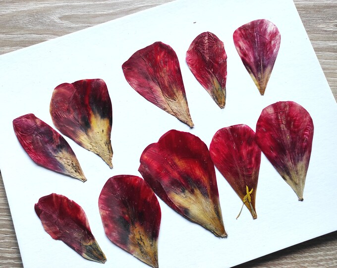 PressedFlowersStudio Etsy Canada