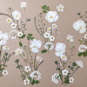 White еdible flower for cake decoration, Pressed flower for wedding cakes, Edible pressed flower, Pressed flower for cake decorations, art