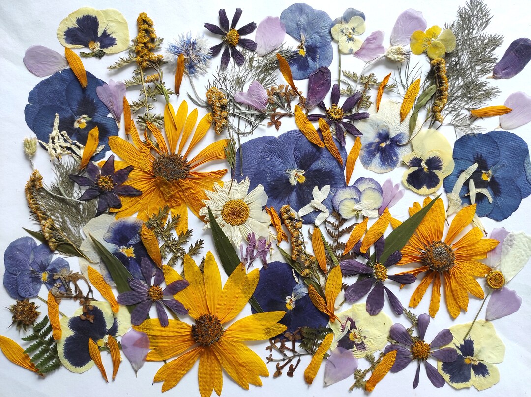 Edible Flowers for Cake Decoration Edible Pressed Flowers Etsy