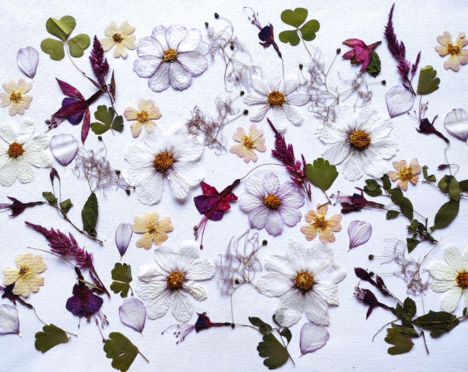 White Edible Flowers for Cake Decoration Edible Pressed Etsy