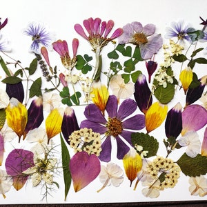 Edible Pressed Flowers for Decoration