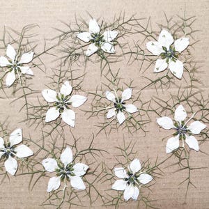 White еdible flower for cake decoration, Pressed flower for wedding cakes, Edible pressed flower, Pressed flower for cake decorations, art